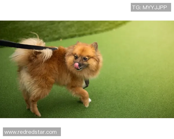 足球明星与爱犬的温馨时刻揭秘买狗视频背后的故事与情感交流