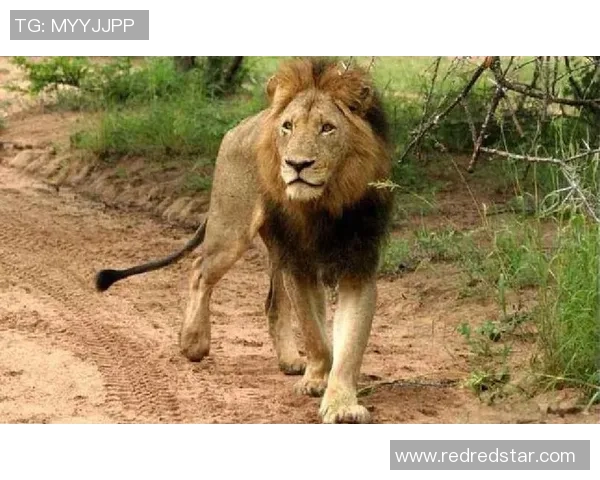 喀麦隆足球明星非洲雄狮的辉煌历程与传奇故事