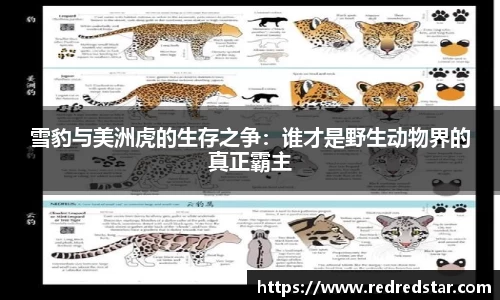 雪豹与美洲虎的生存之争：谁才是野生动物界的真正霸主